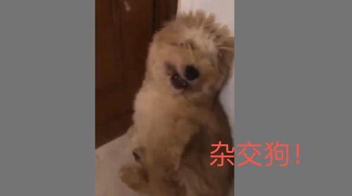 狗 交在线视频,萌宠交朋友的欢乐时光