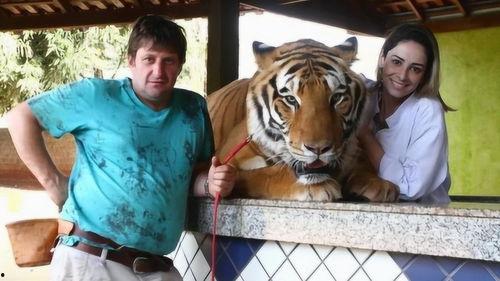 猛虎在线视频观看,揭秘惊心动魄的野生动物世界